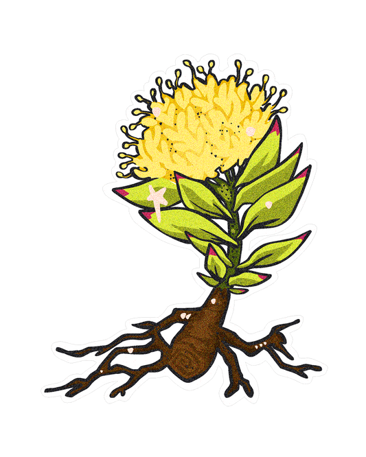 Rhodiola Rosea