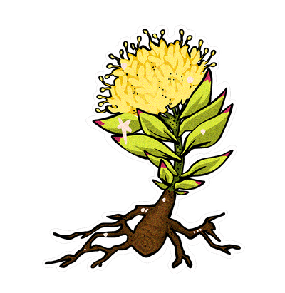 rhodiola rosea